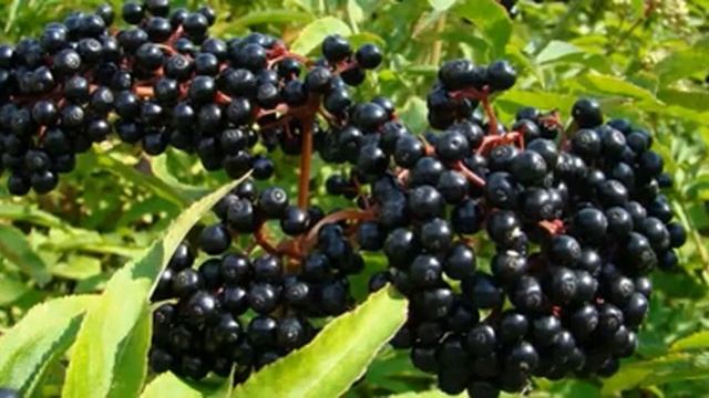 10 примеров ядовитой еды, которой мы не прочь перекусить!! смотреть онлайн