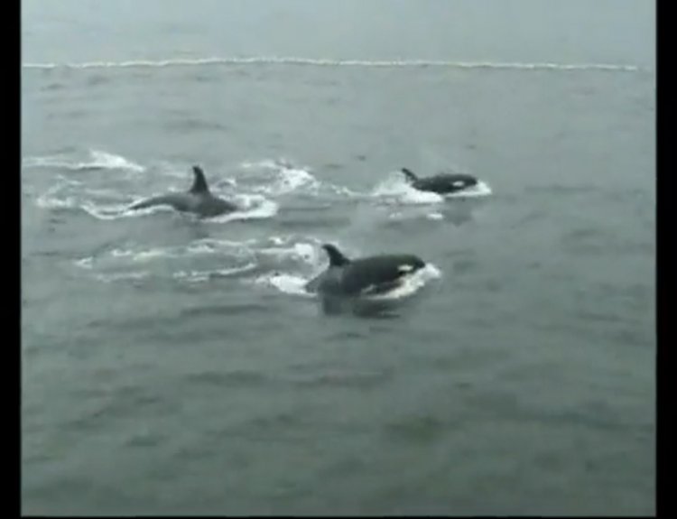 Нападение касаток. Гибель 10 косаток. Отлов косаток. Дельфин спасает собаку от китов. Отлов косаток в России.