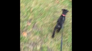 Цвергшнауцер , самая лучшая порода .