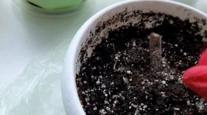 Глоксиния отцвела. Что делать дальше? Как заставить цвести глоксинию снова?