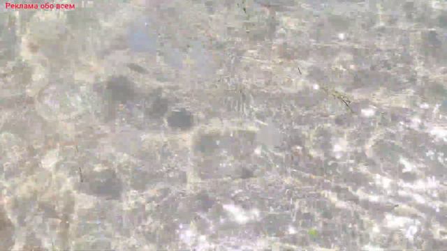 Медузы Черного моря 29.07.2022г Крым Евпатория