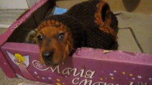 Little dachshund Маленькая такса