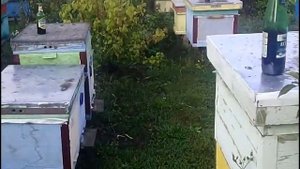 Борьба с осами на пасеке !!!!