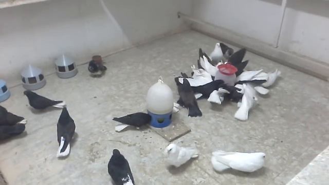 Николаевские голуби в Смоленске 13 смотреть онлайн