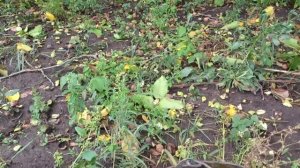 Помогите купить плоды грецкого ореха идеал!!!!