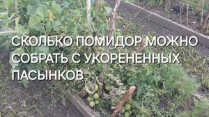 Воткнула пасынки в землю, а они прижились и дали урожай!