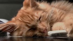 Детская колыбельная кот засыпает спокойной ночи малыши SleepTime