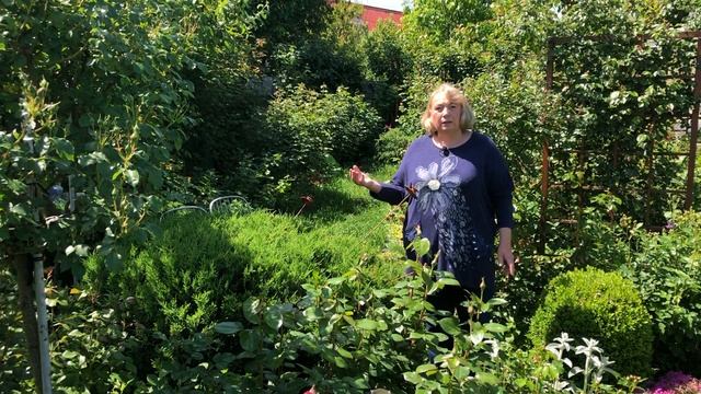Вредители роз в саду. Розанная листовертка.