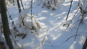 ЛОВИМ ФАЗАНА НА ПЕТЛЮ 1