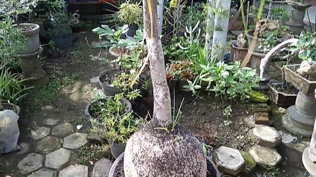 BUNGA NOLINA DI POT BONSAI смотреть онлайн