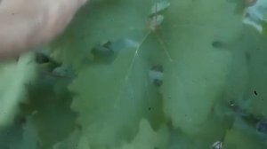 ВИНОГРАД ИЛЬЯ СОЗРЕВАЕТ РАНЬШЕ , ВКУСНЫЙ,МОЖЕТ САЖАТЬ ВЗАМЕН АРКАДИИ?!