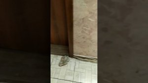 Ceresit  затирка для швов, Как правильно затирать швы после укладки плитки?