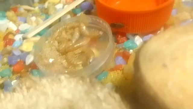 Кинул жука муравьям/ реакция муравьев!      @user-ko5cc5oz7p смотреть онлайн