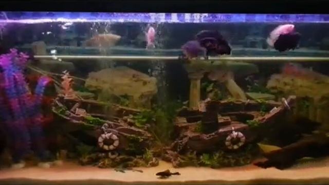 Nikon P500 Video Testing
