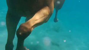RACEHORSE UNDERWATER SWIMMING #КАК ПЛАВАЮТ ЛОШАДИ #INSIDE IN THE WATER