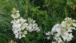 Гортензия Confetti Конфети