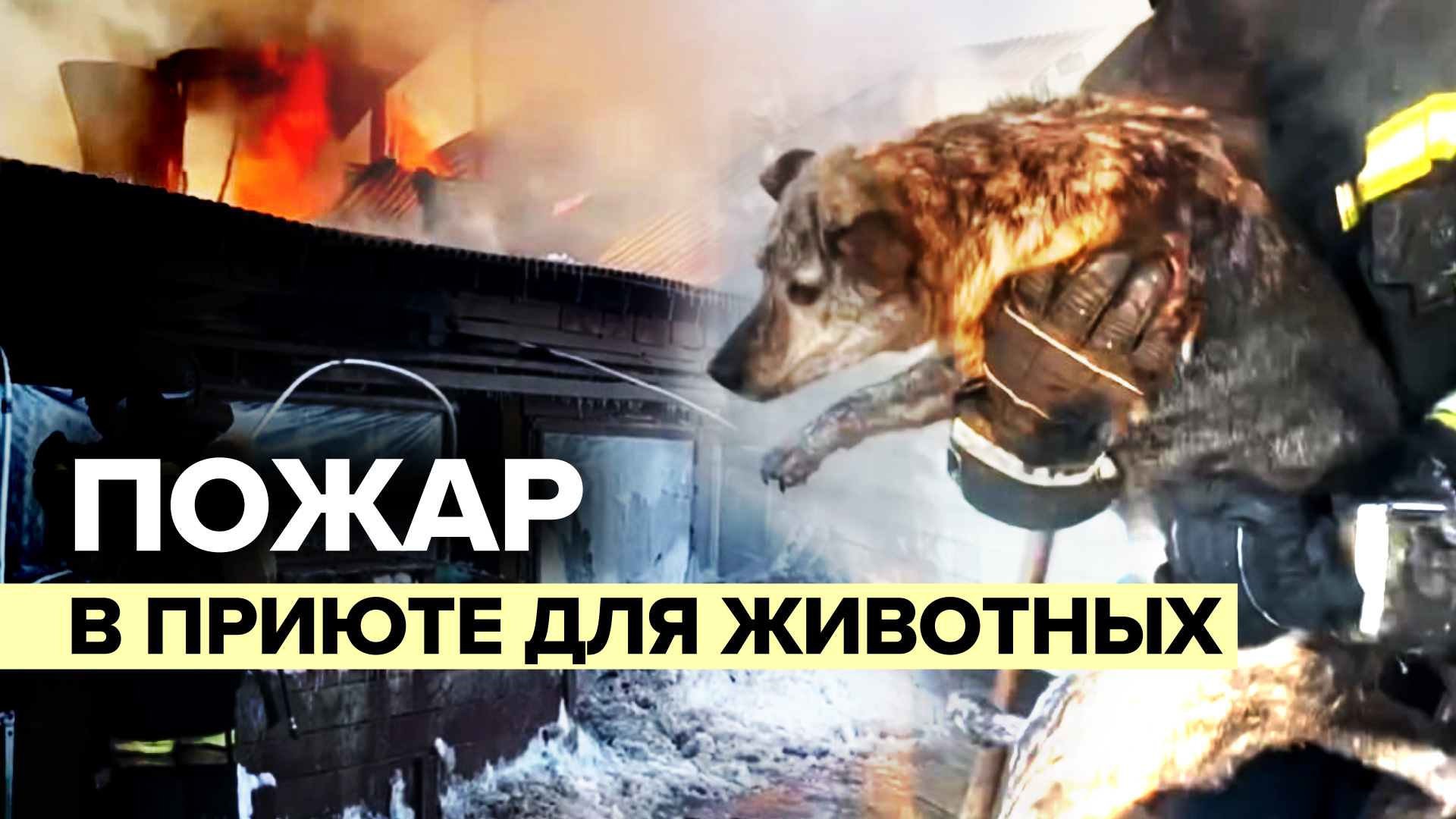 МЧС России ликвидирует пожар в приюте для животных на Сахалине