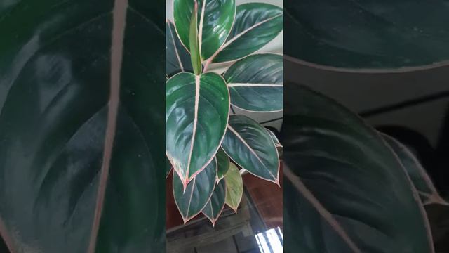 Aglaonema Red Lipstick House Plants