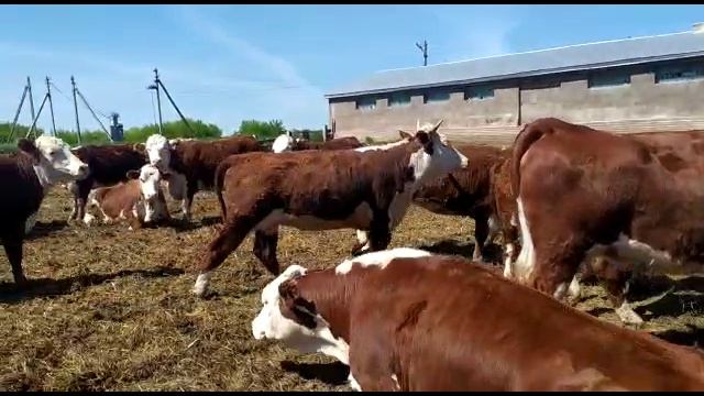 Племенной Герефорд нетели и телки 135 голов. На экспорт готовы. Tribal Hereford heifers and heifers смотреть онлайн