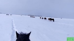 Табунное коневодство.| Лошади в Феврале.