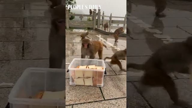 Monkeys go crazy for sliced bread in E China's Lianyungang. Bon Appétit! ?