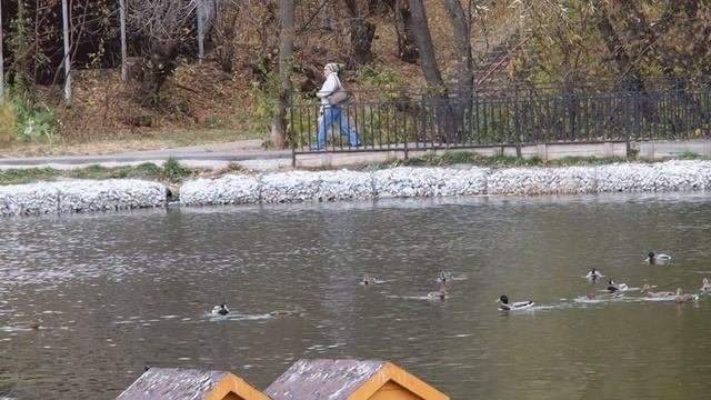 Уточки