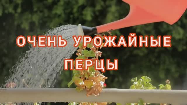 САМЫЕ УРОЖАЙНЫЕ КРУПНОПЛОДНЫЕ ПЕРЦЫ ДЛЯ ОТКРЫТОГО ГРУНТА. ОБЗОР СЕМЯН НА 2022 г