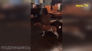 РЖАЧНЫЕ ПРИКОЛЫ ПОЛНЫЙ УГАР СМЕХ ДО СЛЕЗ Funny jokes