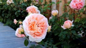 David Austin Pink Roses | Alnwick | Olivia | Abraham Darby | Boscobel | Princess Alexandra of Kent