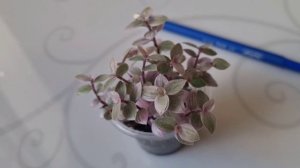 Каллизия розовая пантера и эписция красная