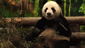 Милая панда
