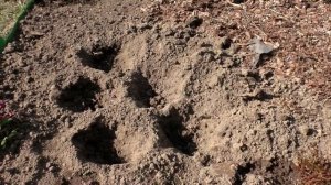 Выращивание лилий - как сажать лилии с ростками в грунт?