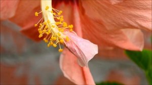 Гибискус махровый персиковый (Double Peach Hibiscus). Цветение гибискуса осенью в сентябре