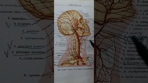 Общая сонная артерия. Бифуркация общей сонной артерии