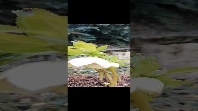 Морозники (Helléborus) в апреле 2023 ~01.mp4