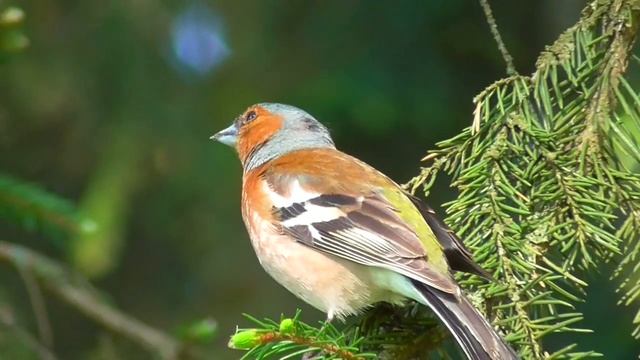 Пение зяблика. Голоса птиц. смотреть онлайн