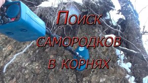 Поиск самородков в корнях металлоискателем!