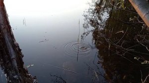 На озеро Кщара за плотвой с ночевкой. Первые щуки. Серия 1