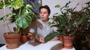 Как выбрать вариегатную монстеру? | Секреты выращивания Филодендронов и Монстер