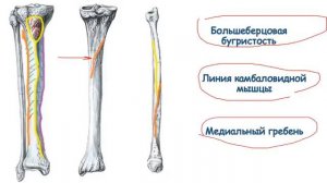 Большеберцовая и малоберцовая кость надколенник.