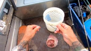 Как просто поймать сома на печень? Легко!!!