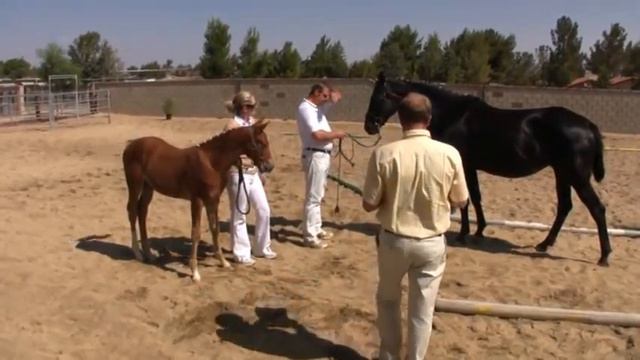 SDF Entourage is a registered Premium Oldenburg! смотреть онлайн