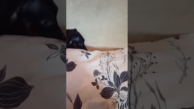 Быстро спатьки🐕#собака #такса #dog #animals смотреть онлайн