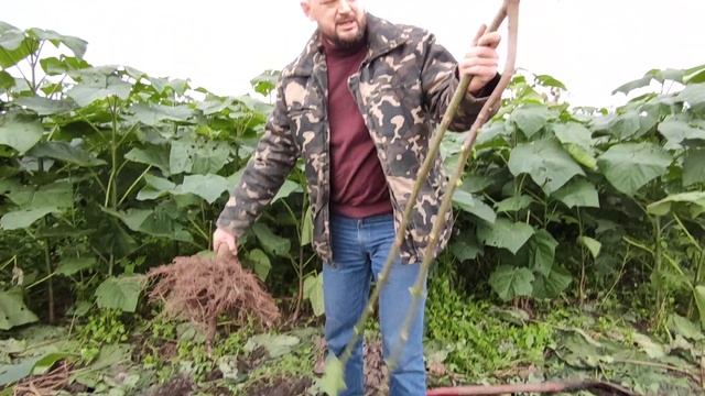 Пао Тонг в питомнике. Paulownia Pao Tong Z07. Осенний обзор сорта. смотреть онлайн