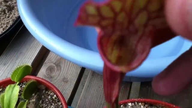 Noisy fly buzzing inside a Sarracenia pitcher смотреть онлайн