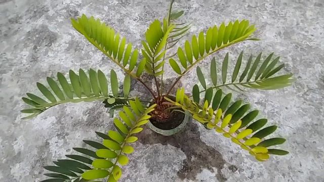 Cardboard Palm/ Zamia furfuracea care, Best Ornamental House plant смотреть онлайн