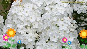 Флокс метельчатый Фудзияма. Краткий обзор, описание характеристик phlox paniculata Fudjiama