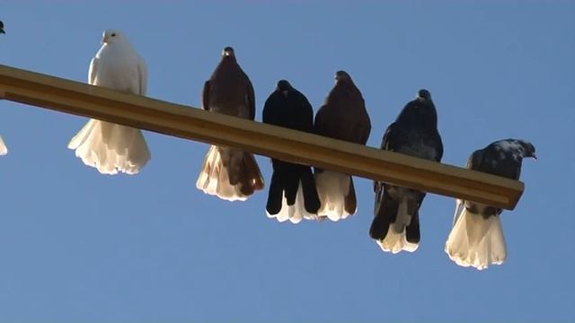голуби Мариуполя во Фролово смотреть онлайн