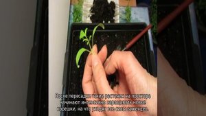 Почему желтеют листья у помидор