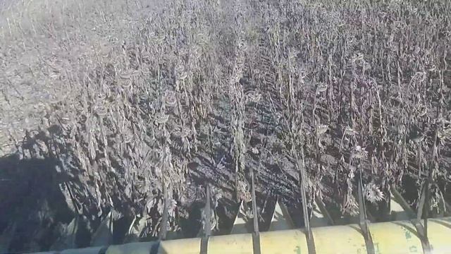 Ч 2 Ранний или поздний посев подсолнечника продолжение